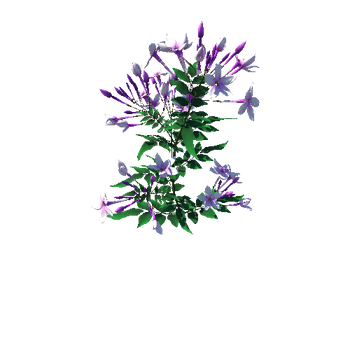 flower Jasminum5